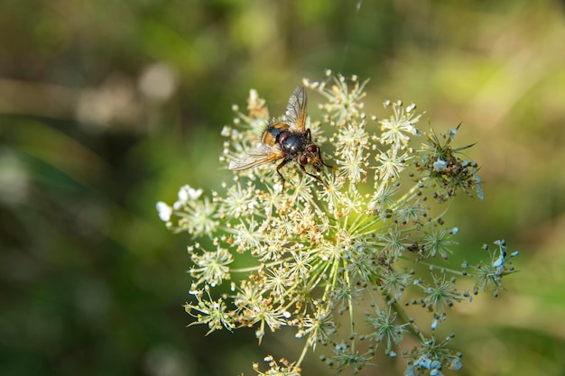 Mucha na kwiat. letnia żółta mucha leśna zdjęcie makro (zbliżenie)