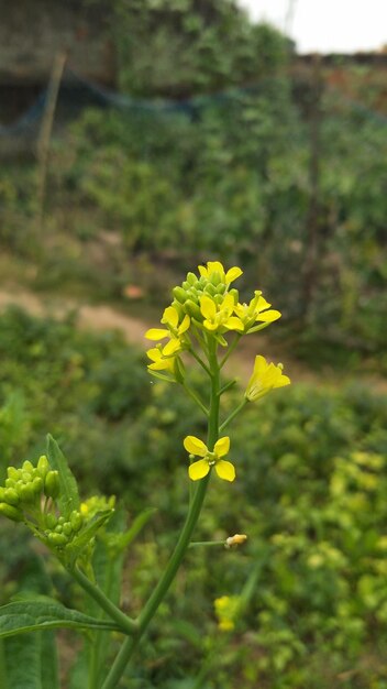 MUSTARD PLANT FLOWER Kwiat gorczycy posadzony na drzewie gorczycy