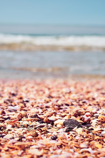 Muszle na plaży nad brzegiem morza zbliżenie selektywna ostrość pionowa ramka Nadmorski tło wakacje