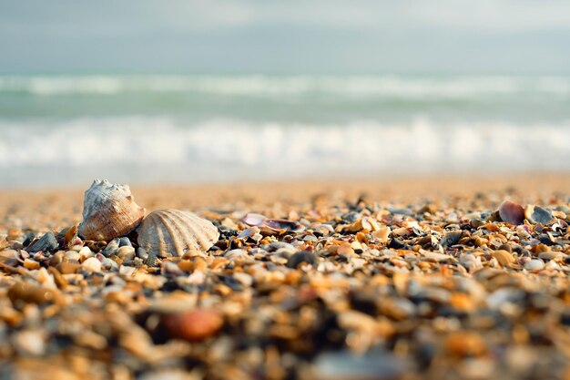 Muszle z piaszczystą plażą. Wiosenna fotografia muszelek na plaży z turkusowym tłem morza i wolnym miejscem na dekorację lub tekst. selektywne skupienie.
