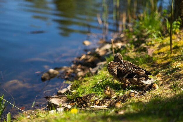 Na brzegu zbiornika odpoczywają duże kaczki-matki i pływają