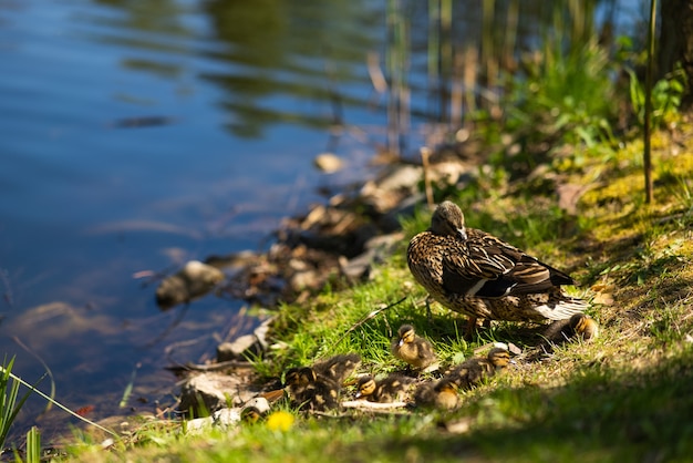 Na brzegu zbiornika odpoczywają duże kaczki-matki i pływają