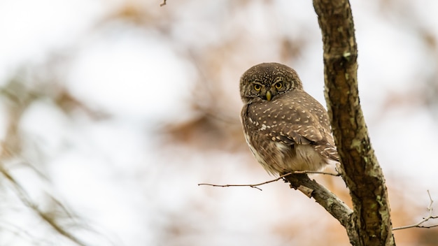 Na gałęzi siedzi sóweczka zwyczajna (Glaucidium passerinum), najmniejsza sowa w Europie.