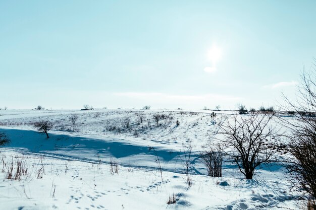 Nagie drzewa na górskim śnieżnym krajobrazie przeciw niebieskiemu niebu