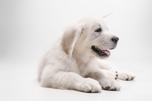 Najlepszy przyjaciel. Angielski kremowy golden retriever grający. Ładny zabawny piesek lub rasowe zwierzę wygląda uroczo na białym tle.