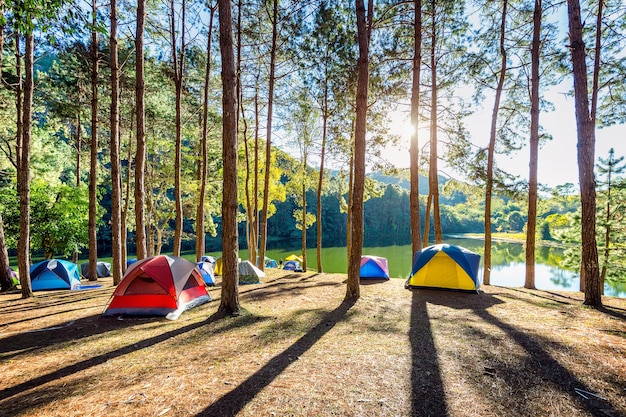 Namioty kempingowe pod sosnami ze światłem słonecznym nad jeziorem Pang Ung, Mae Hong Son w Tajlandii.