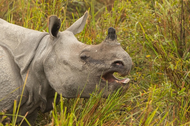 Naprawdę duży zagrożony samiec nosorożca indyjskiego w naturalnym środowisku parku narodowego Kaziranga w Indiach
