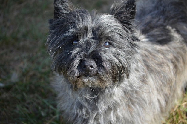 Naprawdę uroczy pies cairn terrier o bardzo słodkiej buzi.