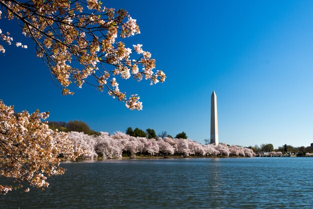 National Mall otoczone kwitnącymi wiśniami i jeziorem w słońcu w Waszyngtonie