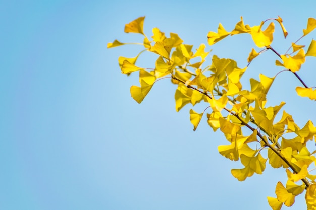 Bezpłatne zdjęcie natura kolor park gingko las