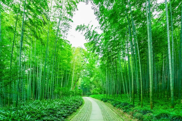 Bezpłatne zdjęcie natura lasu chiny pora wzrostu