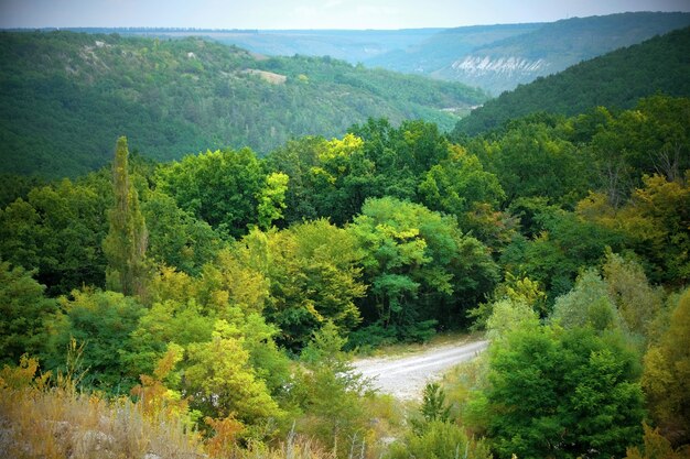 Natura z zielonym lasem i niebieskim niebem