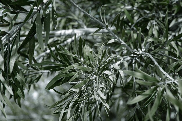 Naturalne liście drzewa oliwnego