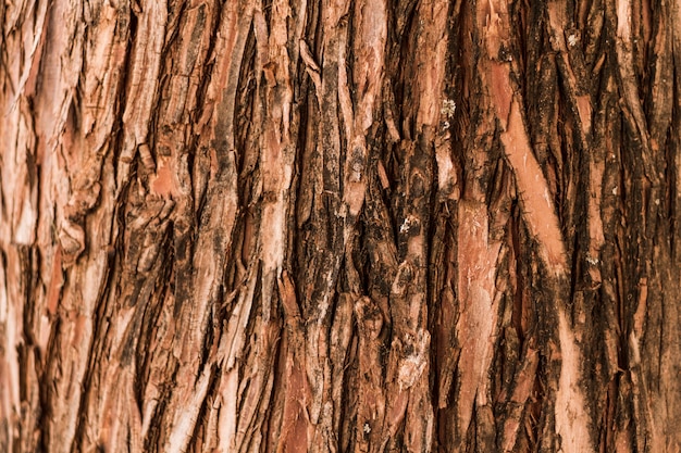 Naturalne pionowe tekstury drzewa lasu