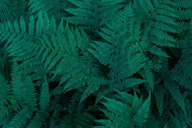 Naturalne tło wypełniające zielone liście paproci pomysł na tapetę z widokiem z góry