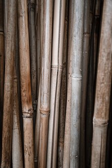 Naturalne tło z dużą ilością kijów bambusowych. pojęcie naturalnego tła roślinnego.