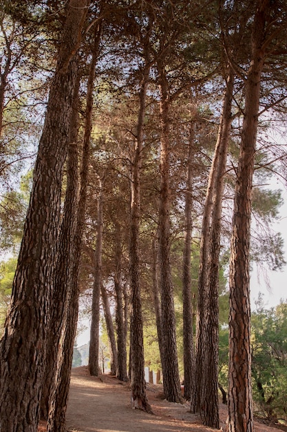 Bezpłatne zdjęcie naturalny krajobraz z wysokimi drzewami