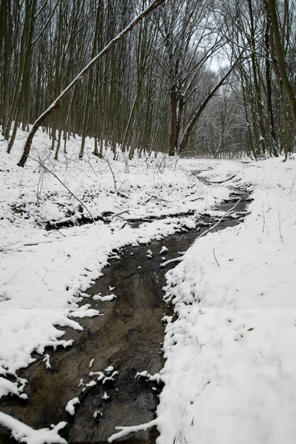 Naturalny piękny krajobraz z małym strumieniem