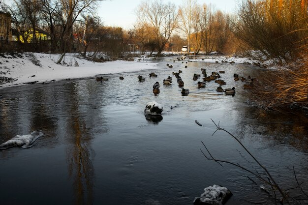 Naturalny piękny krajobraz z rzeką