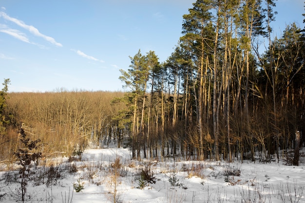 Naturalny piękny zimowy krajobraz