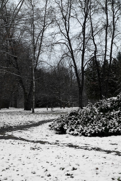 Naturalny piękny zimowy krajobraz