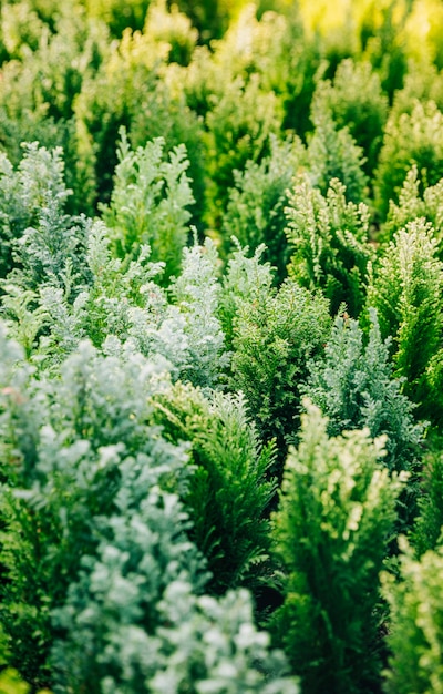 Bezpłatne zdjęcie naturalny zielony conifer thuja flancowania ogród