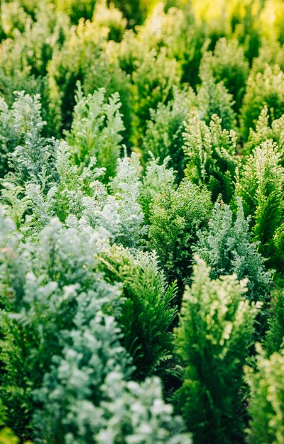 Naturalny zielony conifer thuja flancowania ogród