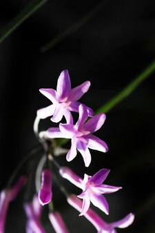 Nerine sarniensis powszechnie znana jako lilia guernsey lub lilia jersey