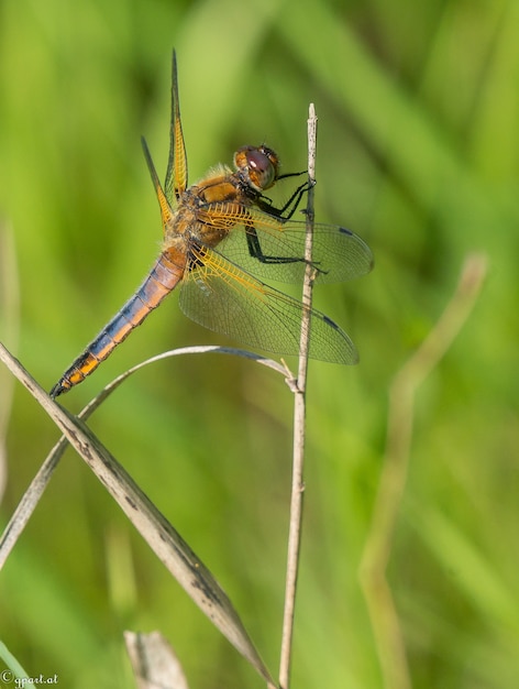 Bezpłatne zdjęcie net-winged owad siedzący na gałęzi trawy