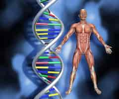 Bezpłatne zdjęcie nici dna z postacią 3d mężczyzny z mapą mięśni