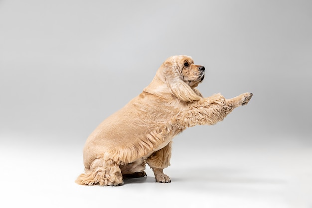 Nie można dotknąć niewidzialnego. Amerykański spaniel szczeniak. Ładny przygotowany puszysty piesek lub zwierzę bawi się na białym tle na szarym tle. Zdjęcia studyjne. Spacja w negatywie, aby wstawić tekst lub obraz.