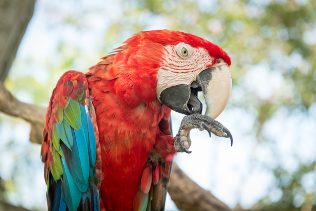 Niebieska i czerwona papuga ara