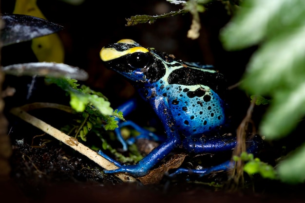 Niebieska i żółta żaba trucizna Surinam Kobalt Dendrobates tinctorius