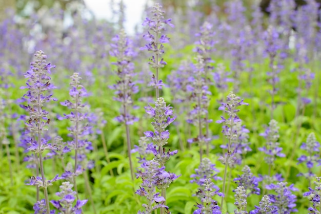 Niebieska salvia, kwiat salvia w ogrodzie.