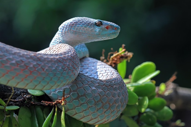 Niebieski insularis Trimeresurus Insularis zbliżenie zwierząt