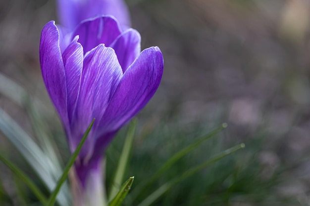 Niebieski krokus na rozmytym tle makro