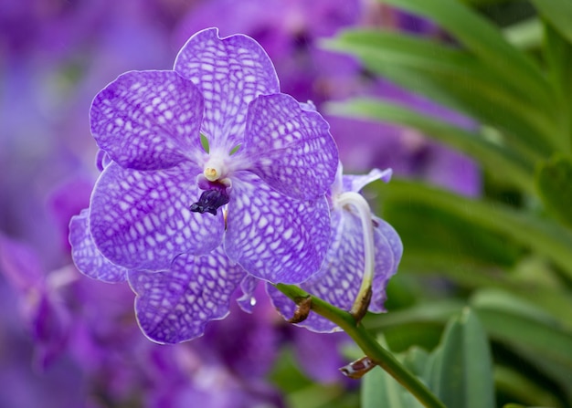 Niebieski kwiat orchidei vanda