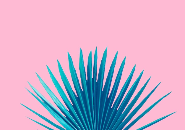niebieski liść palmowy na różowym tle
