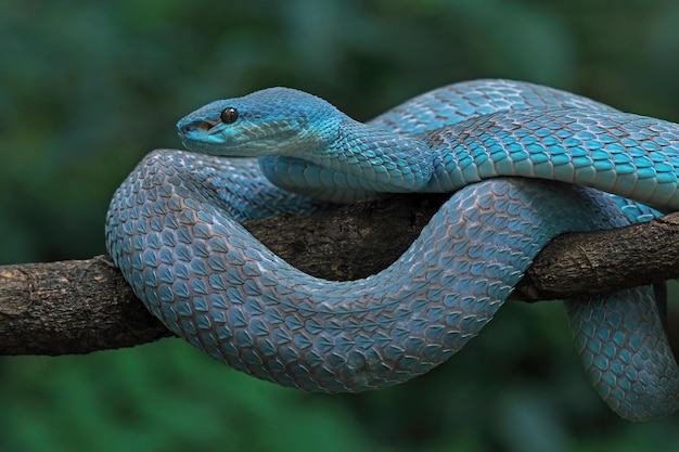 Niebieski wąż żmii na gałęzi wąż żmii gotowy do ataku niebieskiego insularis zbliżenie zwierząt
