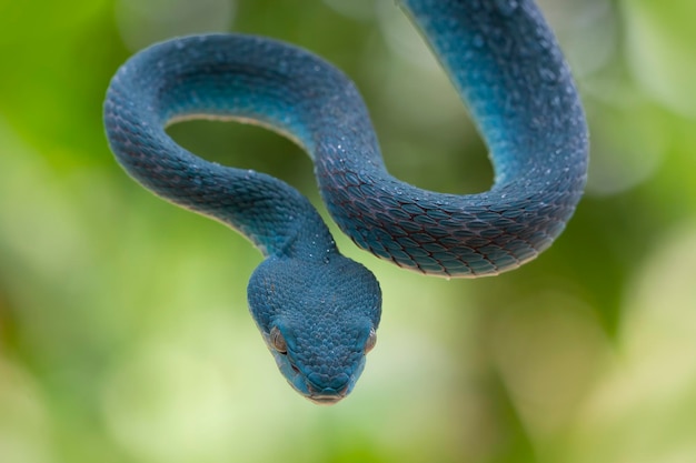 Niebieski wąż żmii zbliżenie twarz głowa węża żmija niebieski insularis