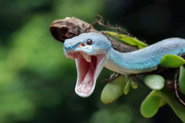 Niebieski wąż żmija na gałęzi wąż żmija niebieska insularis rozciąga swoją szczękę