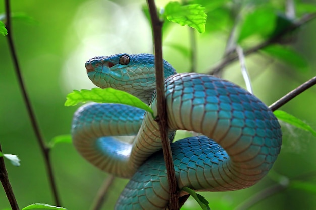 Bezpłatne zdjęcie niebieski wąż żmija na gałęzi wąż żmija niebieski insularis trimeresurus insularis