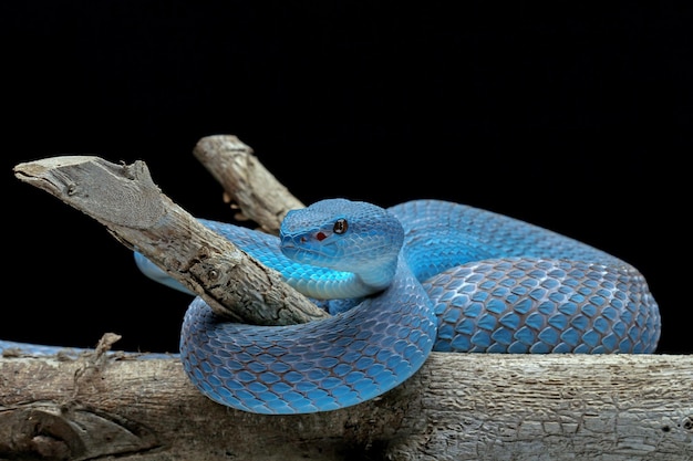 Bezpłatne zdjęcie niebieski wąż żmija na gałęzi żmija wąż niebieski insularis