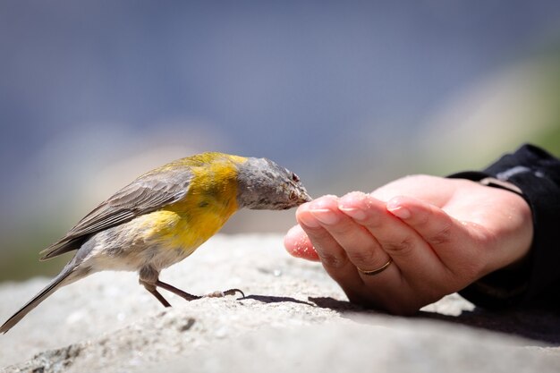 Niebiesko-żółty ptak Tanager jedzący nasiona z czyjejś ręki