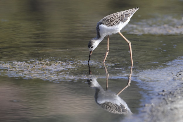 Bezpłatne zdjęcie niedawno wypuszczony młody palik czarnoskrzydły himantopus himantopus