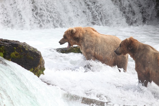 Niedźwiedź brunatny łowiący ryby w rzece na Alasce