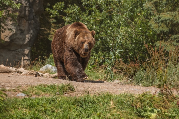 Bezpłatne zdjęcie niedźwiedź brunatny w lesie