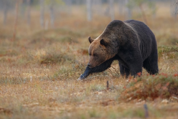 Bezpłatne zdjęcie niedźwiedź brunatny w naturalnym środowisku finlandii