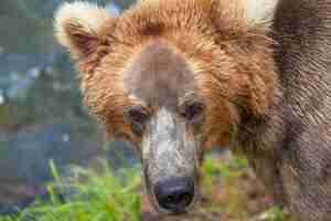 Bezpłatne zdjęcie niedźwiedź na alasce