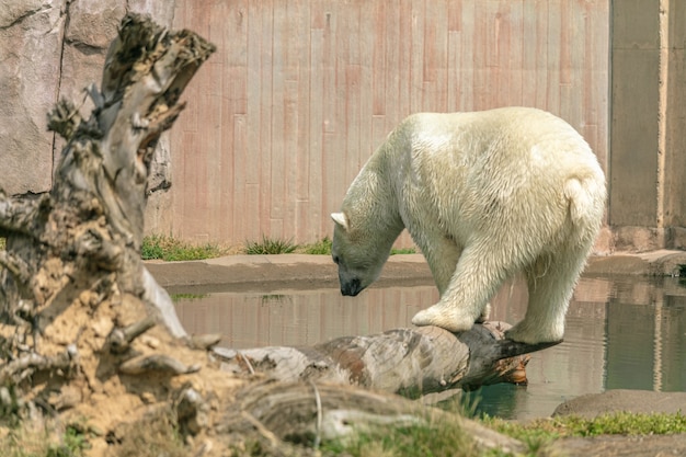 Niedźwiedź polarny stojący na gałęzi drzewa otoczony wodą w słońcu w zoo